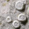 Lecanora carpinea